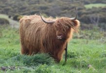 Highland cattle on show