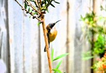 Day out with Denis in Bendigo