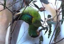 Great-crested grebe sighting at Swan Bay