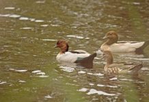 Duck shooting closures debated