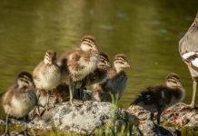 Council stands by hunting closures