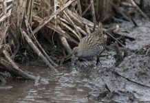 WTP water levels low, but good for birding