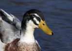 birds_423768_01.jpg