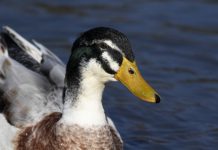 An early burst of spring