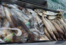 Weather favours local anglers