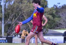 Lions kings of the jungle