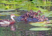 New regulations support hunters