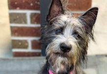 From rescue dog to the red carpet