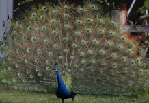 Pardalote spotting at nature reserve