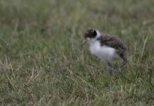 Torrid time for fledgling chicks