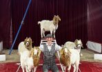 circus_431201_04.JPG