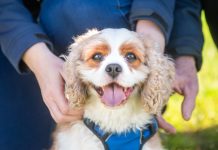 Sparrovale dog park input wanted