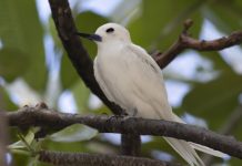 A world away from home