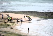 Whale carcass removal tomorrow