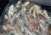 A week of good fishing