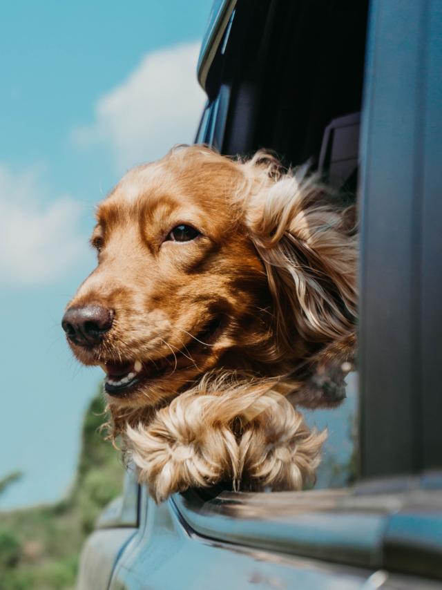 Top tips for taking your dogs on a road trip these school holidays