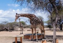 New 121-day Viking World Tour