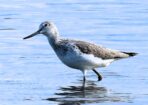 birds_466051_01-1