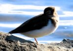 birds_466051_02-1
