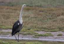 Gardens and dams dry as a chip