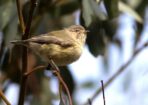 birds_471542_01