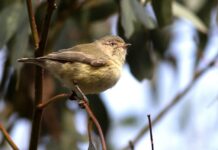 Eastern spinebills make an appearance