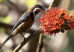 birds_471542_02