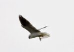 birds_471542_03