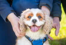 Residential dog breeding permit denied