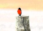 birds_473712_01