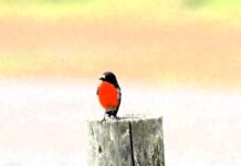 Voice readers to the rescue