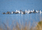 birds_473712_02