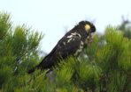 birds_473712_03