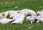 birds_477814_01