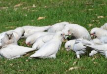 First flame robin ticked off