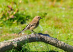 birds_477814_02