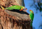 birds_480353_01