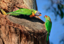 Birdwatch app hit and miss