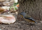 birds_480353_02
