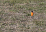 birds_480353_03