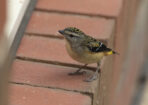 birds_480353_04