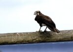 birds_483224_01