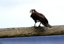 Falcon terrorises rock doves
