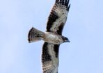 birds_483224_02