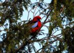 birds_483224_03