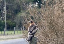 Huge gathering of yellow-tailed black cockies