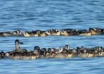 birds_486120_02