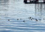 birds_486120_03