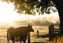 Budget seeks drought relief