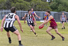 Lions roar at Winter Reserve